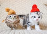 30 Cats Live in Harmony with an Owl at Hukulou Coffee