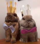 Alfie and Biscuit Are the Most Adorable Twin Bunnies on Instagram