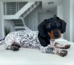 Moo the Dachshund, Looks Like a Dalmatian With His Spotted Body