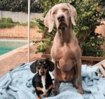 Dachshund Helped His Big Brother Recover From Anxiety
