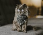 Merlin the Cat is Small, Fluffy, and Adorable