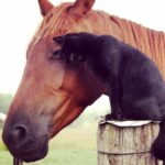 Champy the Horse And Morris the Cat are Best Friends