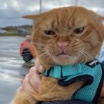 Cat Goes to the Beach For The First Time and Has Mixed Feelings About It