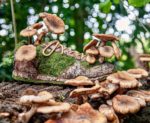 Sneakers Become One With Nature in Monsieur Plant’s Amazing Works of Art